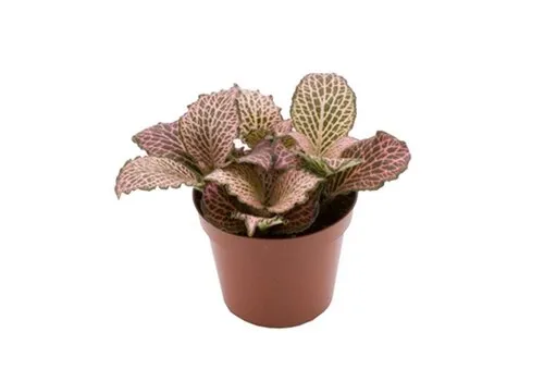 Junai.nl Fittonia Pink Anne | 8 cm pot | ca. 10 cm hoog