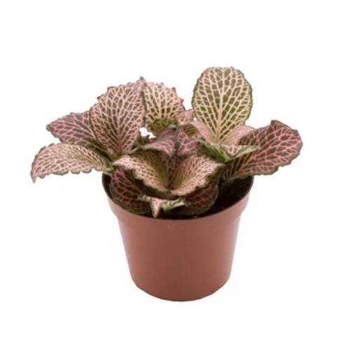 Junai.nl Fittonia Pink Anne | 8 cm pot | ca. 10 cm hoog
