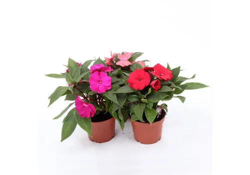 Junai.nl Impatiens | Vlijtig Liesje gemengde kleuren | 10 cm pot | ca. 10 tot 15 cm hoog | verkoop per stuk