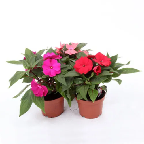 Junai.nl Impatiens | Vlijtig Liesje gemengde kleuren | 10 cm pot | ca. 10 tot 15 cm hoog | verkoop per stuk