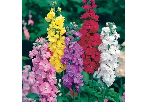 Junai.nl Violier gemengde kleuren | 10 cm pot | ca. 15 tot 25 cm hoog | verkoop per stuk