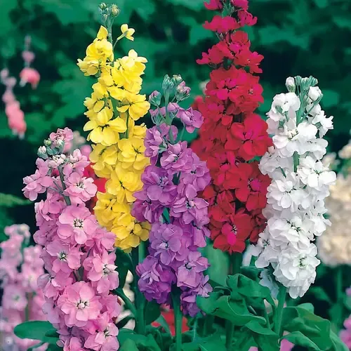 Junai.nl Violier gemengde kleuren | 10 cm pot | ca. 15 tot 25 cm hoog | verkoop per stuk