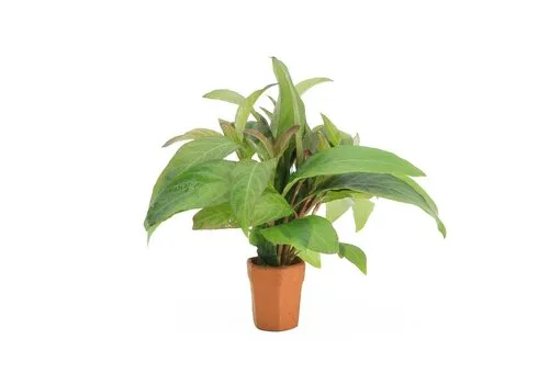 Moerings Nomaphila Siamensis | In Terracotta Pot
