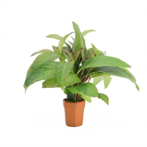 Moerings Nomaphila Siamensis | In Terracotta Pot