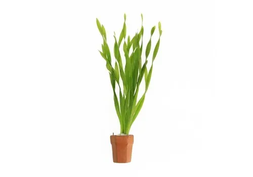 Moerings Vallisneria Asiatica | Schroefvallisneria | In Terracotta Pot