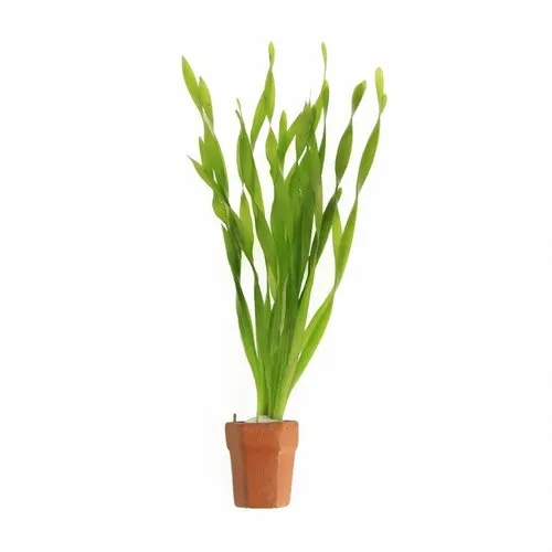 Moerings Vallisneria Asiatica | Schroefvallisneria | In Terracotta Pot