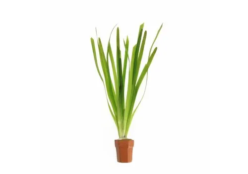 Moerings Vallisneria giganthea rubra | In Terracotta Pot