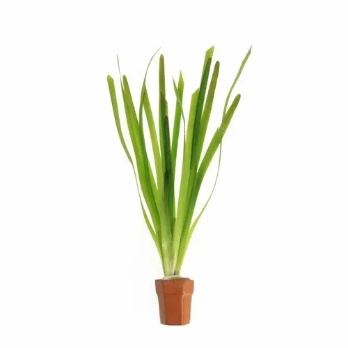 Moerings Vallisneria giganthea rubra | In Terracotta Pot