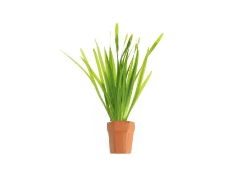 Moerings Vallisneria Spiralis | Rechte Vallisneria | In Terracotta Pot