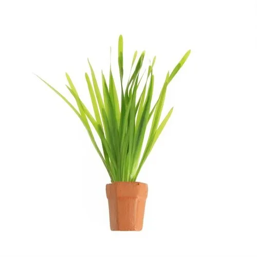 Moerings Vallisneria Spiralis | Rechte Vallisneria | In Terracotta Pot