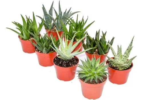 Junai.nl Sansevieria trifasciata mix | 5 cm pot | 10 cm hoog | per stuk