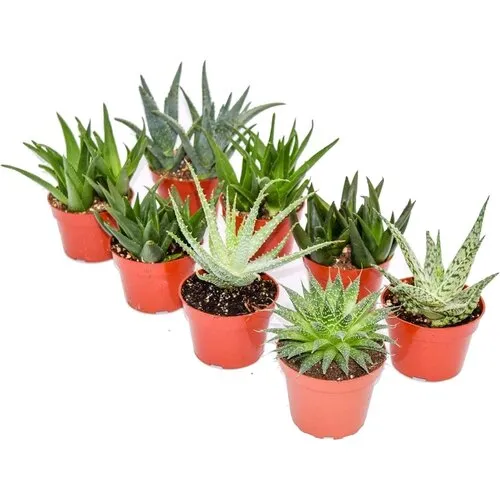 Junai.nl Sansevieria trifasciata mix | 5 cm pot | 10 cm hoog | per stuk