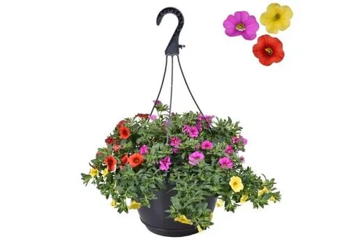 Junai.nl Calibrachoa mini petunia Tricolor | 21 cm hangpot | ca. 20 cm hoog | 3 in 1