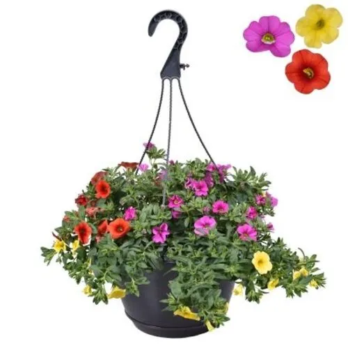 Junai.nl Calibrachoa mini petunia Tricolor | 21 cm hangpot | ca. 20 cm hoog | 3 in 1