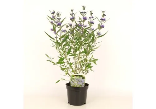 Junai.nl Caryopteris × clandonensis | Blauwbaard | 60 cm hoog | 23 cm pot