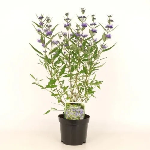 Junai.nl Caryopteris × clandonensis | Blauwbaard | 60 cm hoog | 23 cm pot