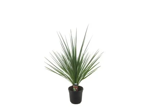 Junai.nl Cordyline indivisa Peko | 60 cm hoog | 13 cm pot