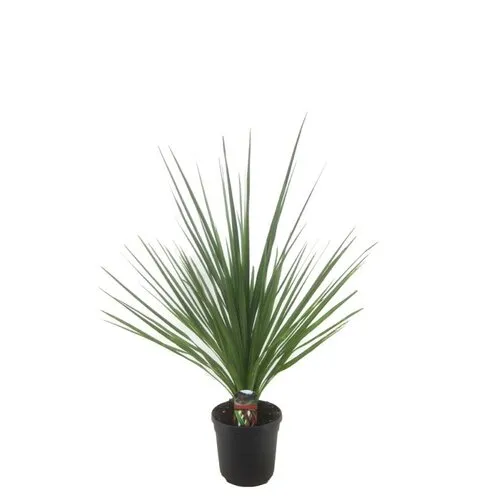 Junai.nl Cordyline indivisa Peko | 60 cm hoog | 13 cm pot