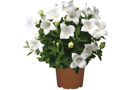 Junai.nl Platycodon grandiflorus 'Astra White' | 25 cm hoog | 12 cm pot