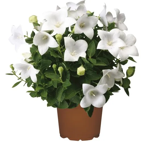Junai.nl Platycodon grandiflorus 'Astra White' | 25 cm hoog | 12 cm pot