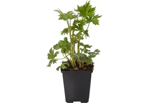 Junai.nl Ridderspoor (Delphinium) diverse kleuren | 11 cm pot | ca. 20 tot 35 cm | per stuk