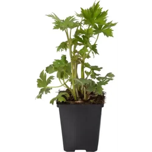 Junai.nl Ridderspoor (Delphinium) diverse kleuren | 11 cm pot | ca. 20 tot 35 cm | per stuk