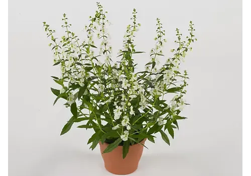 Junai.nl Angelonia 'Serena White' | 12 cm pot | ca. 20 cm hoog