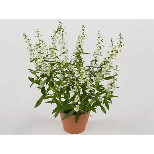 Junai.nl Angelonia 'Serena White' | 12 cm pot | ca. 20 cm hoog