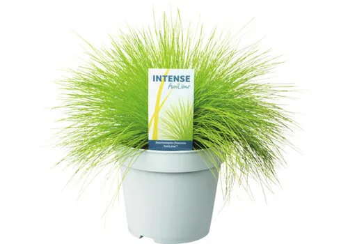 Junai.nl Deschampsia flexuosa 'AmiLime' | Bochtige smele | 10 cm pot | ca. 25 cm hoog