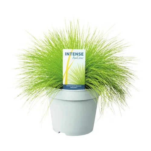 Junai.nl Deschampsia flexuosa 'AmiLime' | Bochtige smele | 10 cm pot | ca. 25 cm hoog