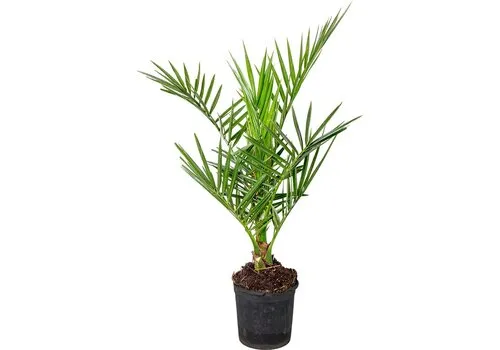 Junai.nl Phoenix canariensis | Canarische dadelpalm | 60 cm | 15 cm pot