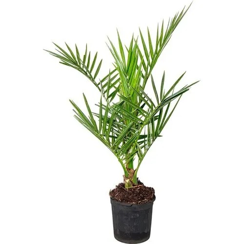 Junai.nl Phoenix canariensis | Canarische dadelpalm | 60 cm | 15 cm pot