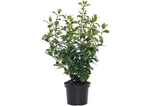 Junai.nl Viburnum Sneeuwbal | 50 cm hoog | 17 cm pot