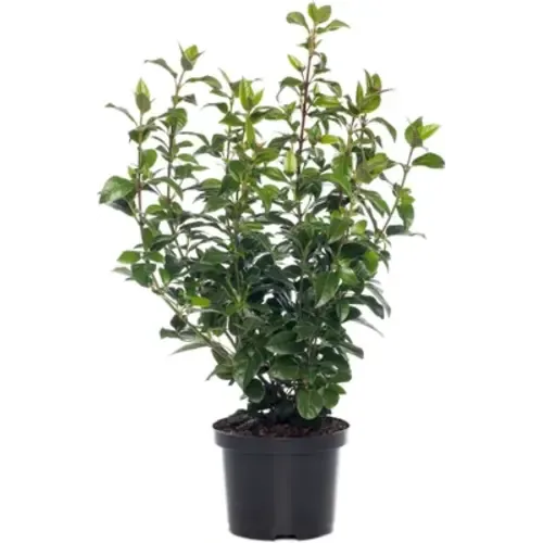 Junai.nl Viburnum Sneeuwbal | 50 cm hoog | 17 cm pot