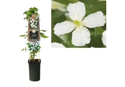 Junai.nl Clematis montana 'Grandiflora' | Bosrank wit | 70 cm hoog | 17 cm pot