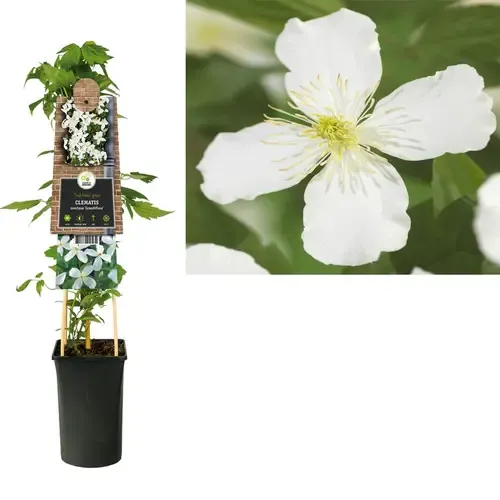 Junai.nl Clematis montana 'Grandiflora' | Bosrank wit | 70 cm hoog | 17 cm pot