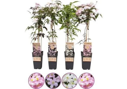 Junai.nl Clematis montana mix van kleuren | 50 cm hoog | 12 cm pot | verkoop per stuk