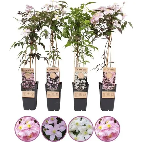 Junai.nl Clematis montana mix van kleuren | 50 cm hoog | 12 cm pot | verkoop per stuk