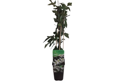 Junai.nl Clematis montana Wilsonii | 50 cm hoog | 12 cm pot
