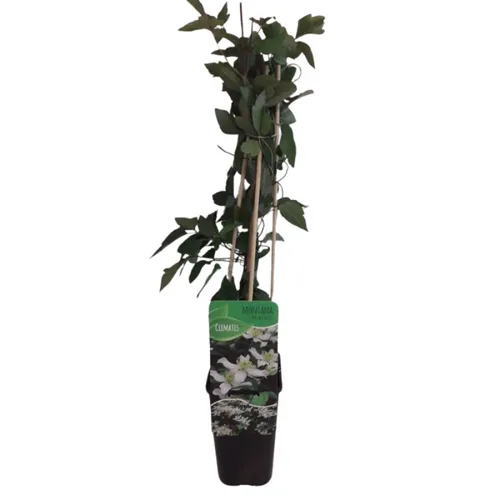 Junai.nl Clematis montana Wilsonii | 50 cm hoog | 12 cm pot