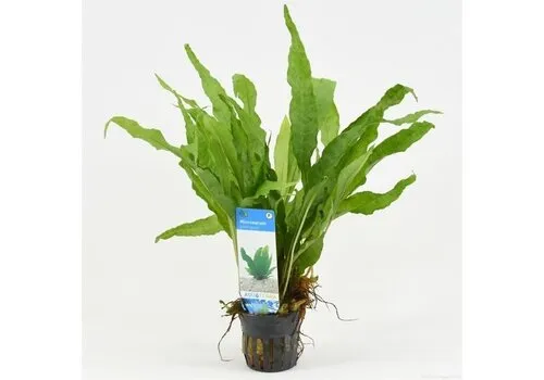 Aquaflora Microsorum Pteropus | Javavaren | in 5 cm pot
