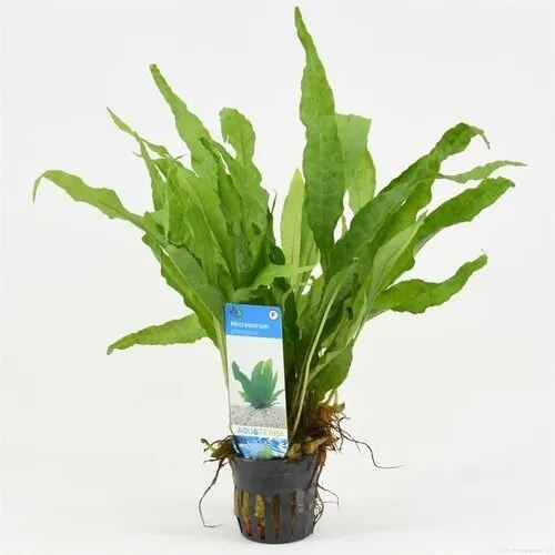 Aquaflora Microsorum Pteropus | Javavaren | in 5 cm pot