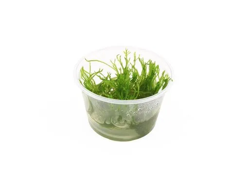 Moerings Taxiphyllum Spiky mos | In 100CC vitro cup
