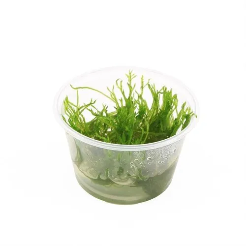 Moerings Taxiphyllum Spiky mos | In 100CC vitro cup