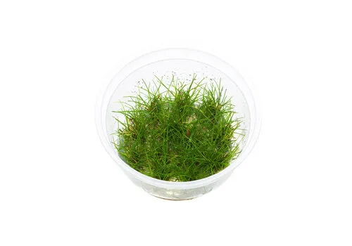 Moerings Eleocharis Parvula | Dwergnaaldgras | In 100CC vitro cup