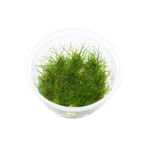 Moerings Eleocharis Parvula | Dwergnaaldgras | In 100CC vitro cup