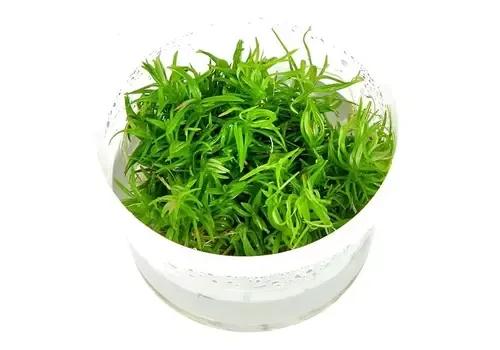 Moerings Pogostemon erectus | Indiase sterplant | In 100CC vitro cup Waterplant