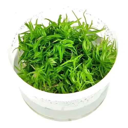 Moerings Pogostemon erectus | Indiase sterplant | In 100CC vitro cup Waterplant
