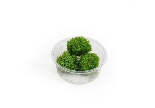 Moerings Riccia fluitans mos | Levermos | in 80CC vitro cup