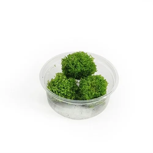 Moerings Riccia fluitans mos | Levermos | in 80CC vitro cup